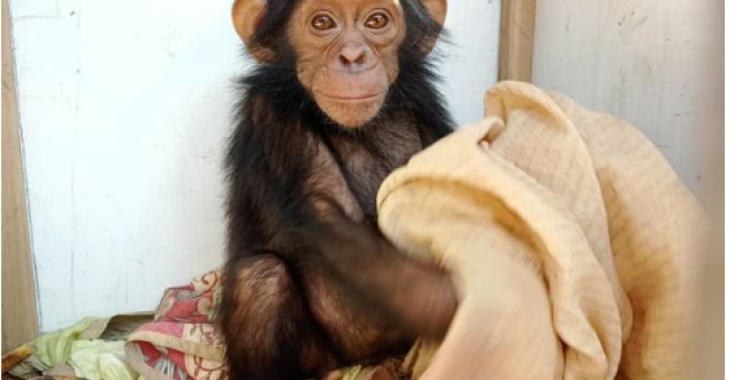« C’est la première fois qu’on enlève des chimpanzés » : des kidnappeurs demandent une « rançon colossale » pour trois bébés primates en RDC